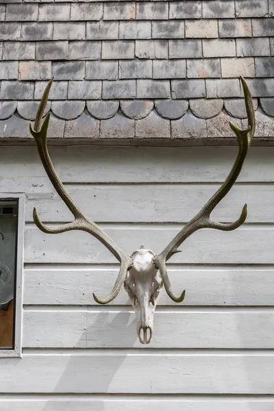 Deer horn på en husvägg i Monschau, Tyskland — Stockfoto