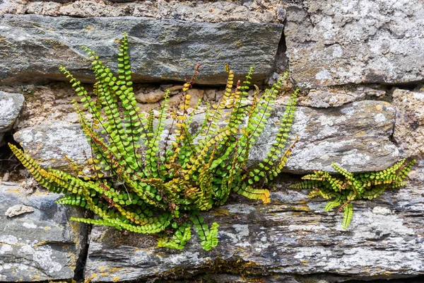 Gemeenschappelijke polypody op een muur drystone — Stockfoto