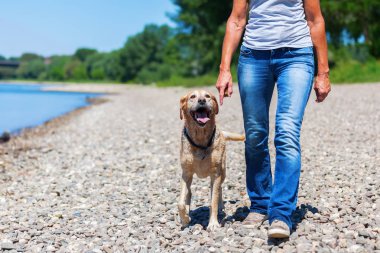 kadın bir labrador riverside yürür