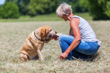 köpek pençe bir kadına verir.