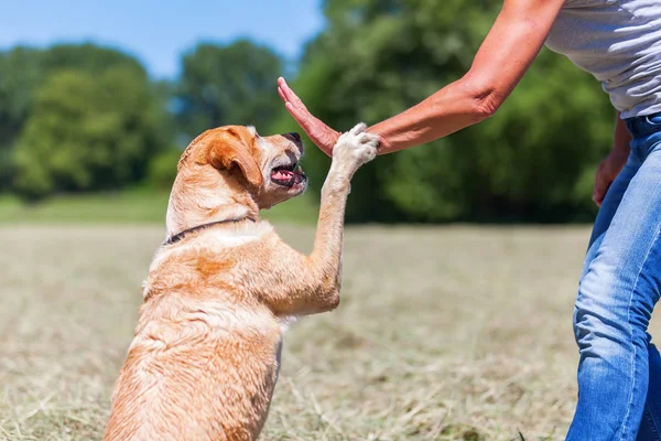 Labrador Retriever dà la zampa — Foto Stock