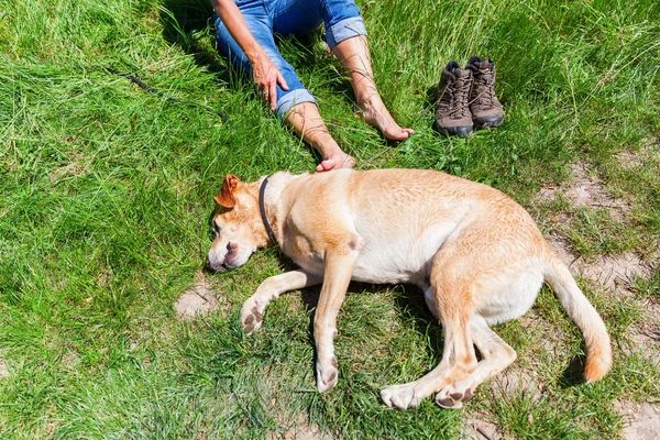 Kadın ile köpek yürüyüş istirahat — Stok fotoğraf