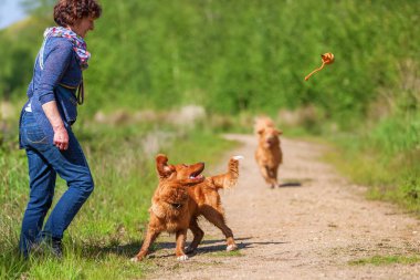 Nova Scotia duck tolling retriever kadın çalış