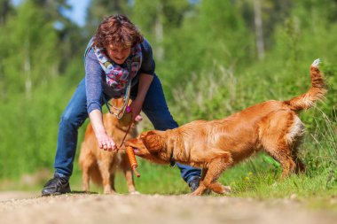 Nova Scotia duck tolling retriever kadın çalış