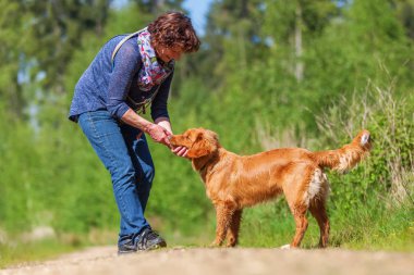 kadın bir Nova Scotia duck tolling retriever çalış