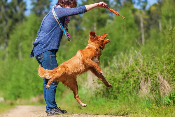 Kadın bir Nova Scotia duck tolling retriever çalış — Stok fotoğraf