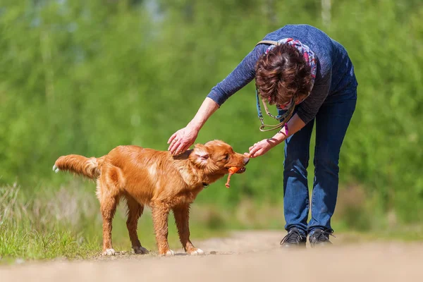Woman plays with a Nova Scotia duck tolling retriever — Stock Photo, Image