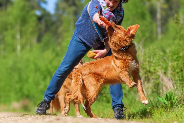 Frau spielt mit Nova Scotia Ente Maut-Retriever — Stockfoto