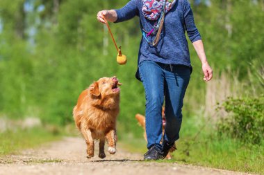 Nova Scotia duck tolling retriever kadın çalış