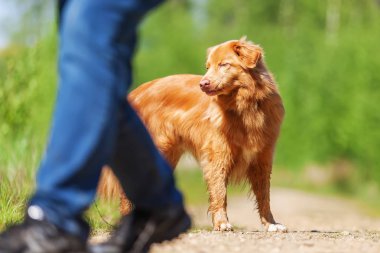 kadın bir Nova Scotia duck tolling retriever çalış