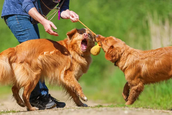 Kobieta gra z Nova Scotia duck retriever o przerobie usługowym — Zdjęcie stockowe