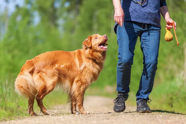 Donna gioca con una Nova Scotia anatra tolling retriever — Foto Stock