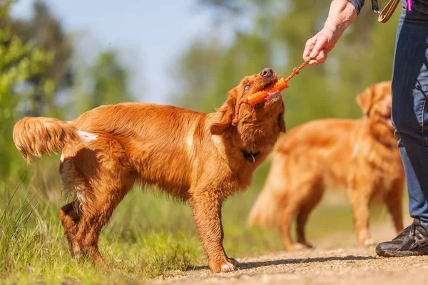 Frau spielt mit Nova Scotia Ente Maut-Retriever — Stockfoto