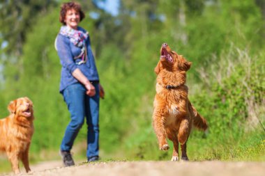 Nova Scotia duck tolling retriever kadın çalış