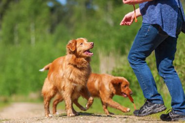 Nova Scotia duck tolling retriever kadın çalış