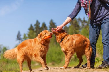 Nova Scotia duck tolling retriever kadın çalış