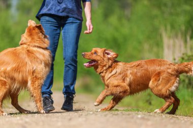 Nova Scotia duck tolling retriever kadın çalış