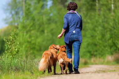 Nova Scotia duck tolling retriever kadın çalış