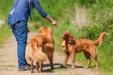 kadın iki Nova Scotia Duck Tolling Retriever ile çalış