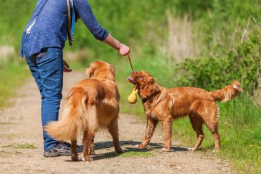 Nova Scotia duck tolling retriever kadın çalış