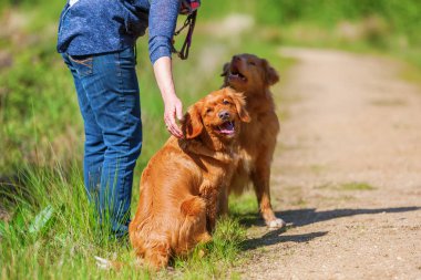 Nova Scotia duck tolling retriever kadın çalış