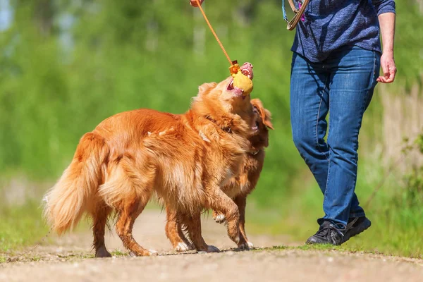 Donna gioca con Nova Scotia anatra tolling retriever — Foto Stock