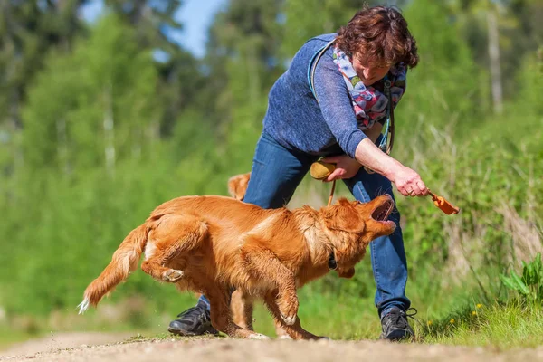 Frau spielt mit einem Nova Scotia Ente Maut-Retriever — Stockfoto