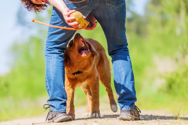 bir Nova Scotia duck tolling retriever kadınla