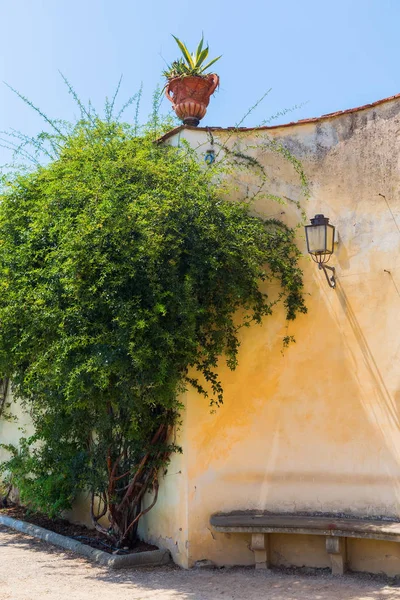 Mur méditerranéen avec arbuste vert — Photo