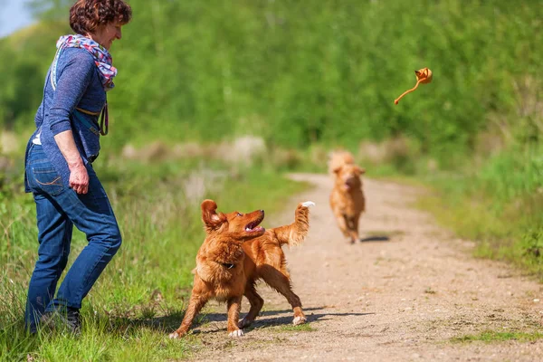 Donna gioca con Nova Scotia anatra tolling retriever — Foto Stock