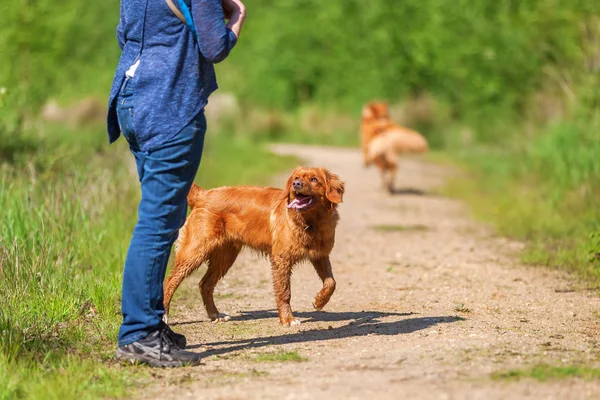 kadın bir Nova Scotia duck tolling retriever çalış