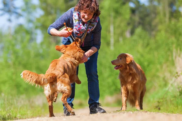 Woman plays with Nova Scotia duck tolling retriever Stock Picture