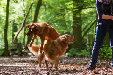 ormanda onu köpeklerle kadın