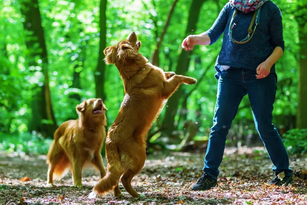 Femme avec ses chiens dans la forêt — Photo