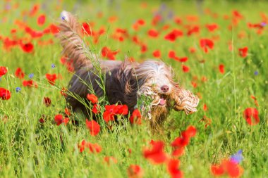 Sakallı kömür ocağı haşhaş bir alanda çalışır
