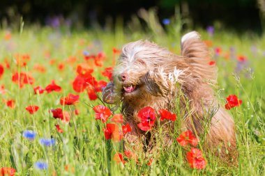 Sakallı kömür ocağı haşhaş bir alanda çalışır