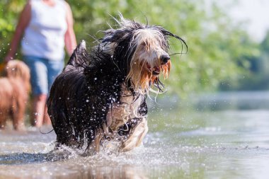 su ile çalışan sakallı kömür ocağı