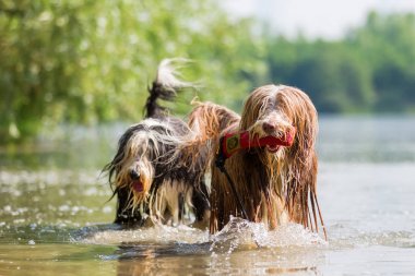 Sakallı collies bir gölde