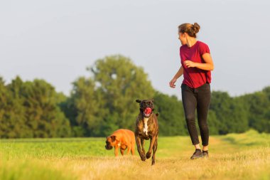 genç kız iki boksör köpeklerle jogs