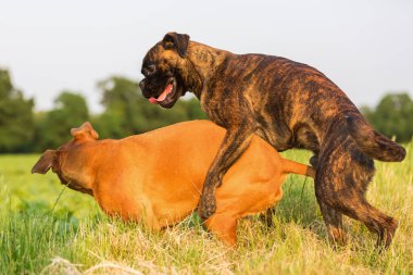 Öte yandan bir boxer köpek tırmanıyor