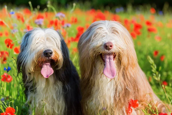 Retrato de dois collies barbudos em um campo de papoula — Fotografia de Stock