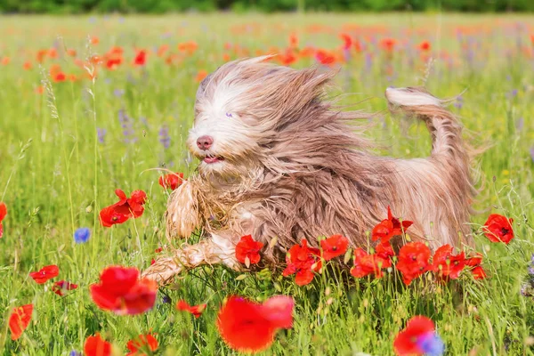 Collie barbudo corre através de um campo de papoula — Fotografia de Stock