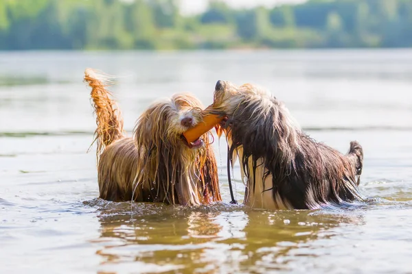 Zwei bärtige Collies spielen in einem See — Stockfoto