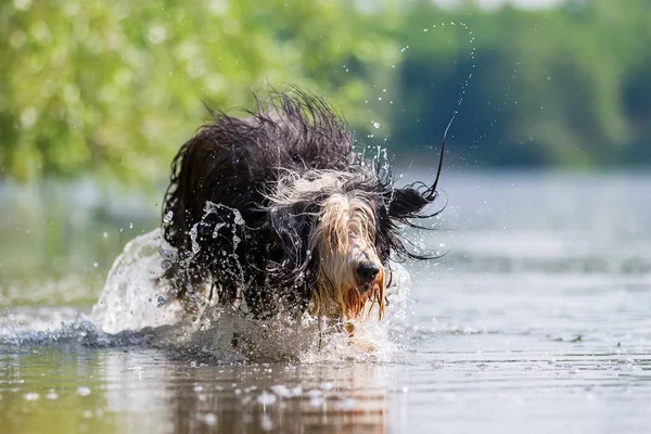 Barbudo collie corriendo a través del agua — Foto de Stock