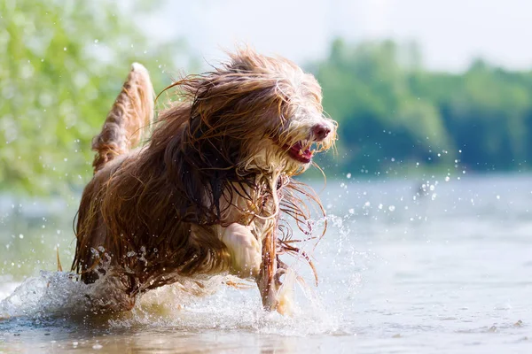 Bearded collie uitgevoerd in een meer — Stockfoto