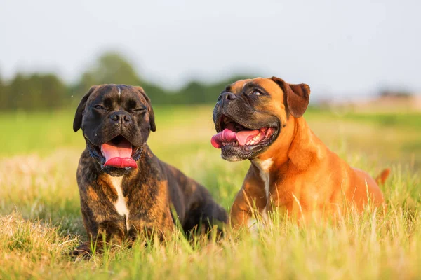 Retrato de dois cães boxeadores — Fotografia de Stock