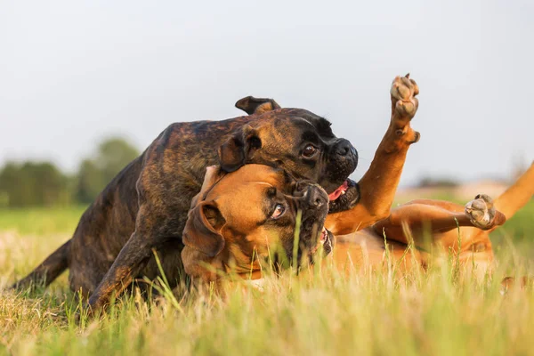 Dwa psy bokser szamotanina na łące — Zdjęcie stockowe