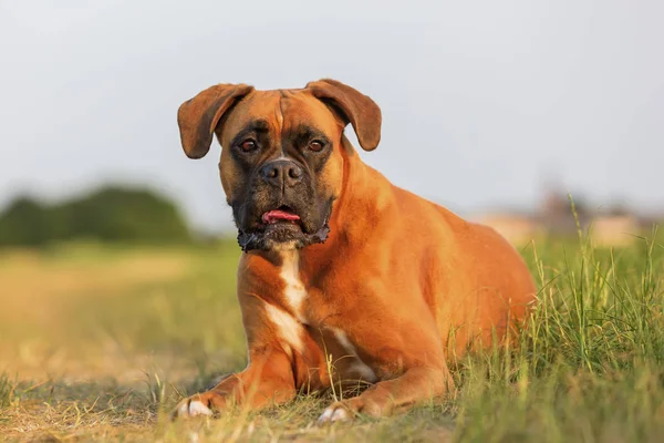 Portrait of a boxer dog — Stock Photo, Image