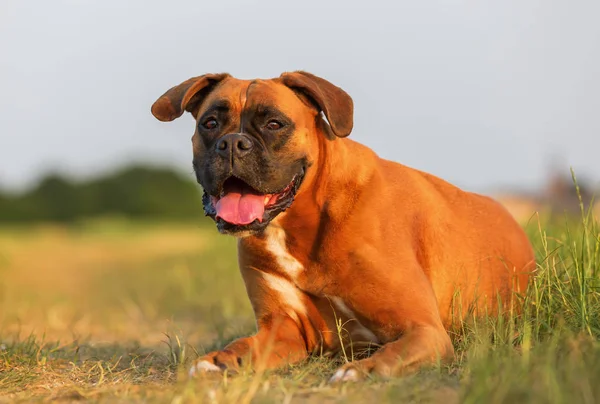 Porträtt av en boxerhund — Stockfoto