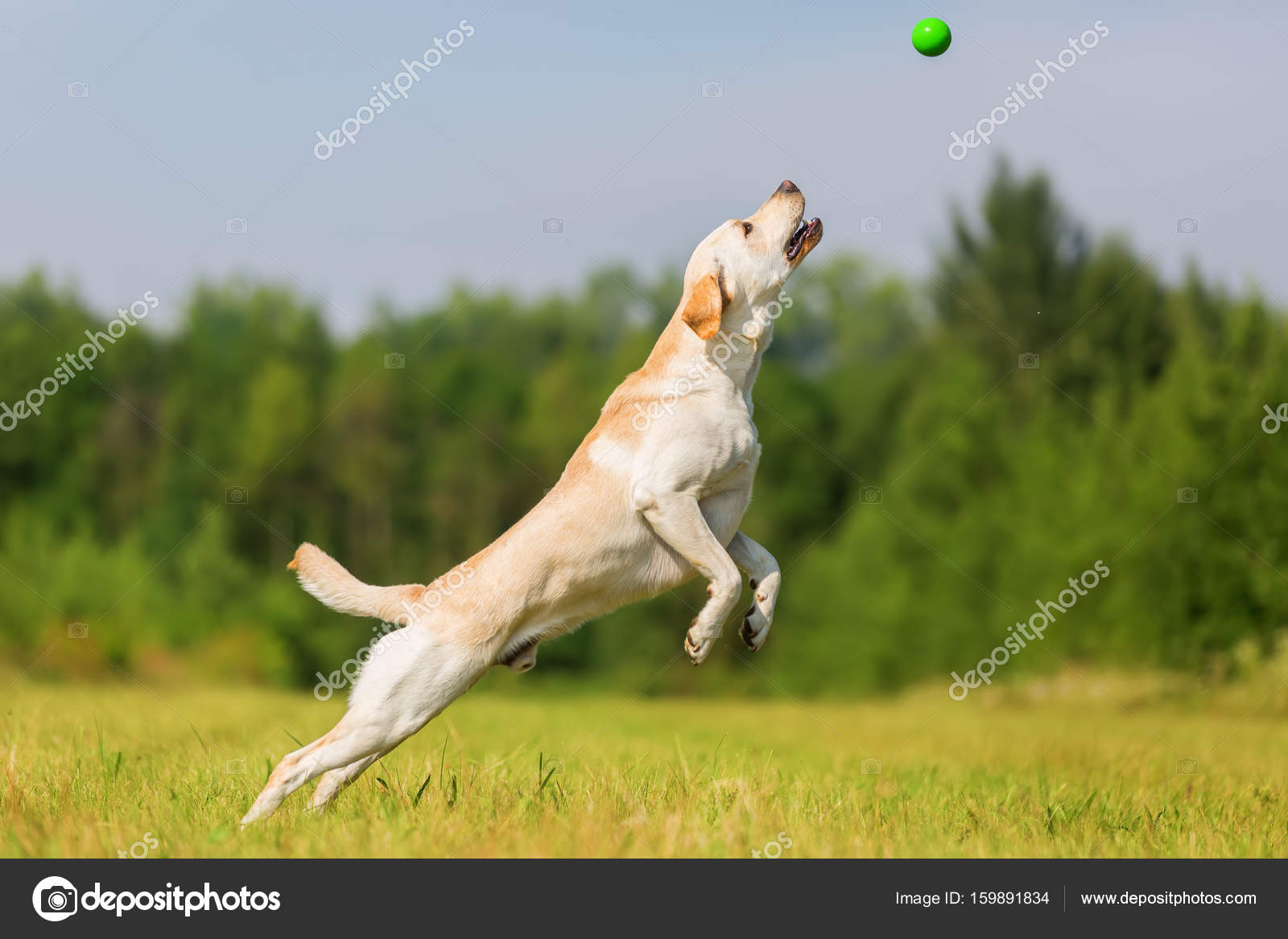 dog jumping ball